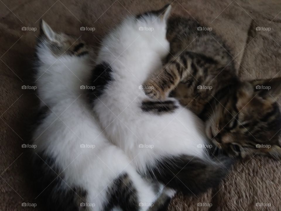 sleeping kitten pile