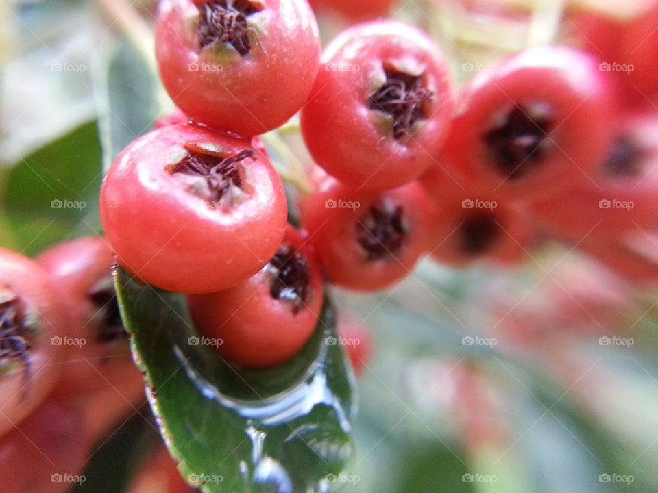red berries