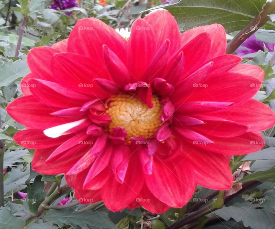 Dahlia flower which is red