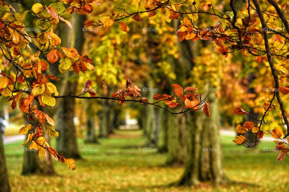 Fall, Leaf, Nature, Tree, Outdoors