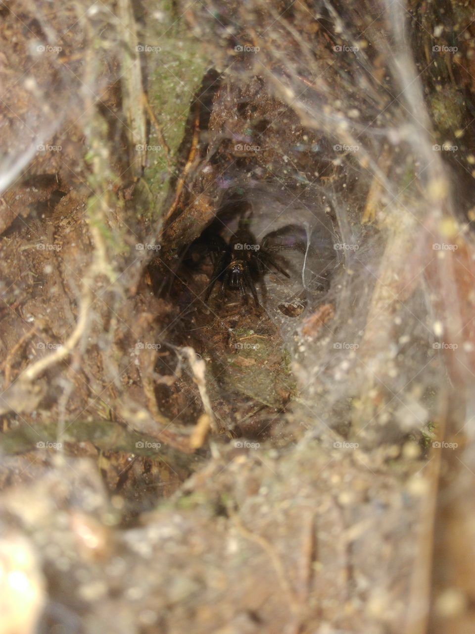 jovem aranha caranguejeira em sua toca, Amazônia.