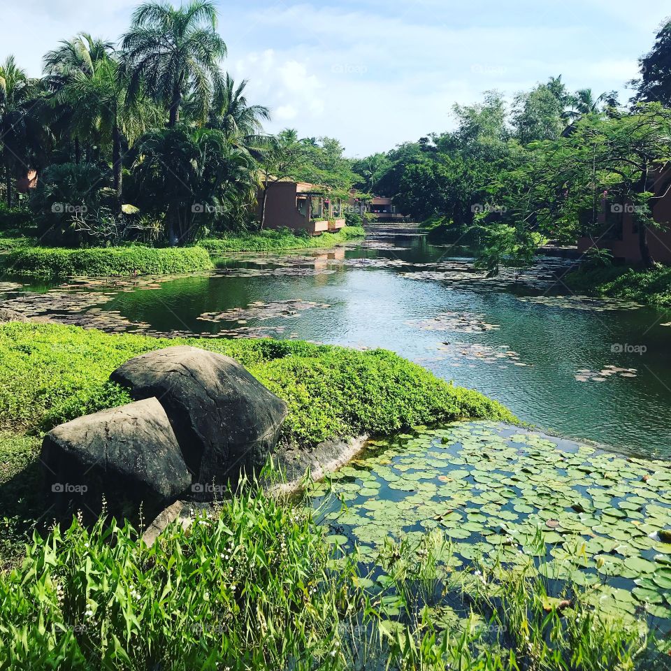 Water & aquatic plants forming a calm oasis 