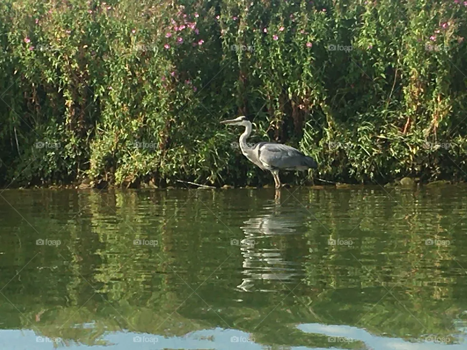 Heron inside thé lake 