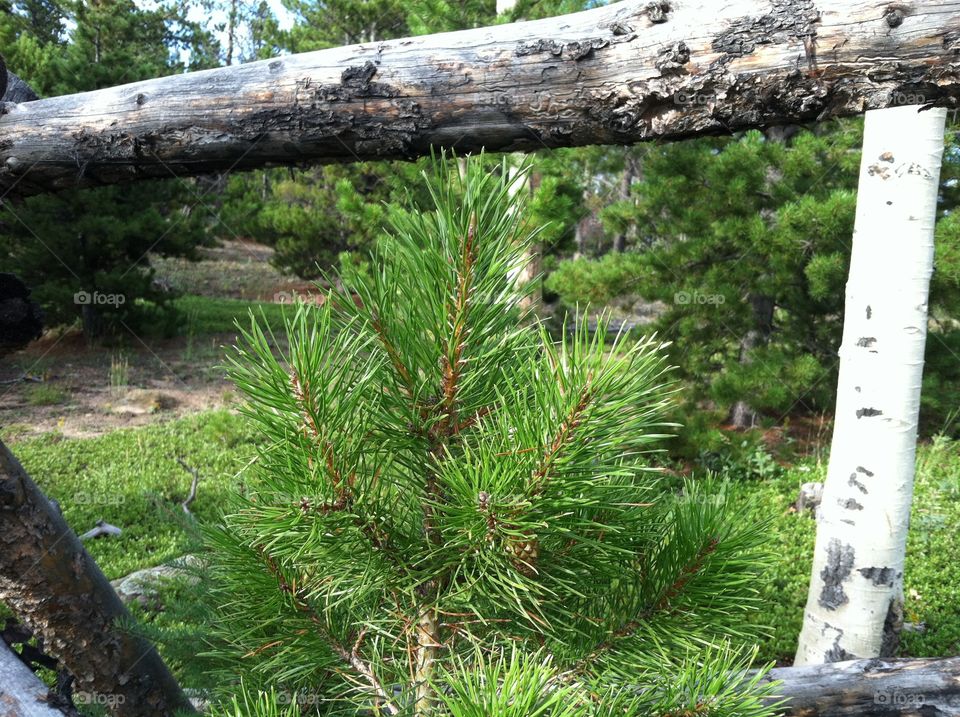 Evergreen in Colorado Mountains