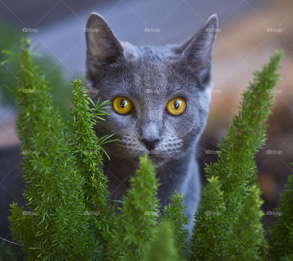 cat mammals animals small by arizphotog