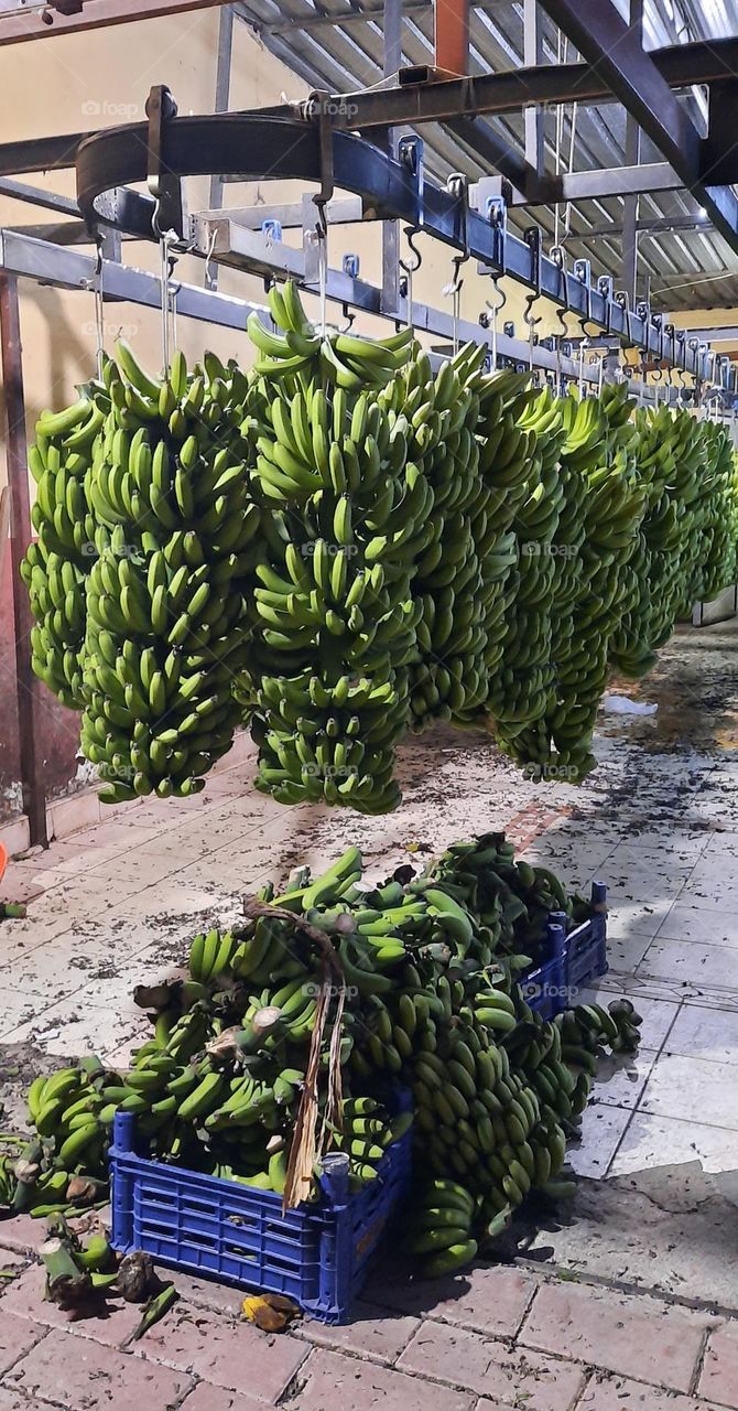 Alanya bananas