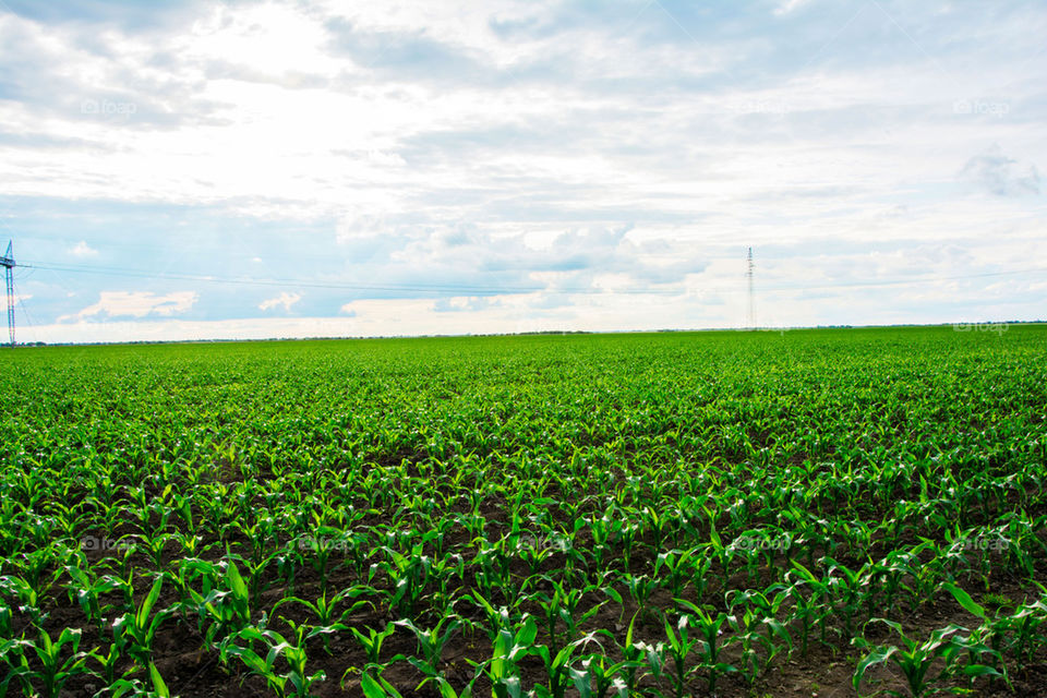 corn field