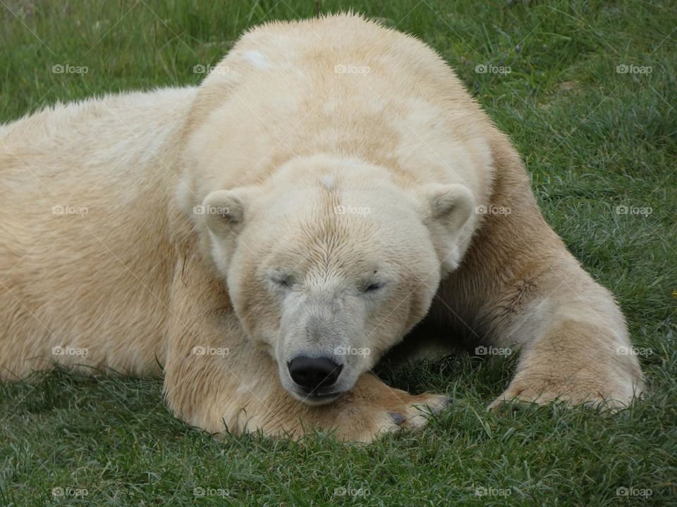 A close up of a polar bear 