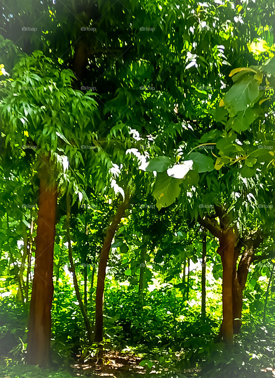 A beautiful Indian forest good looking image with trees and leaves