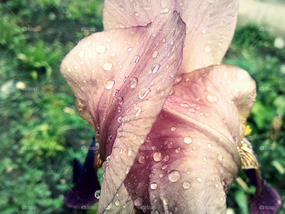 irises in the garden and raindrops in spring