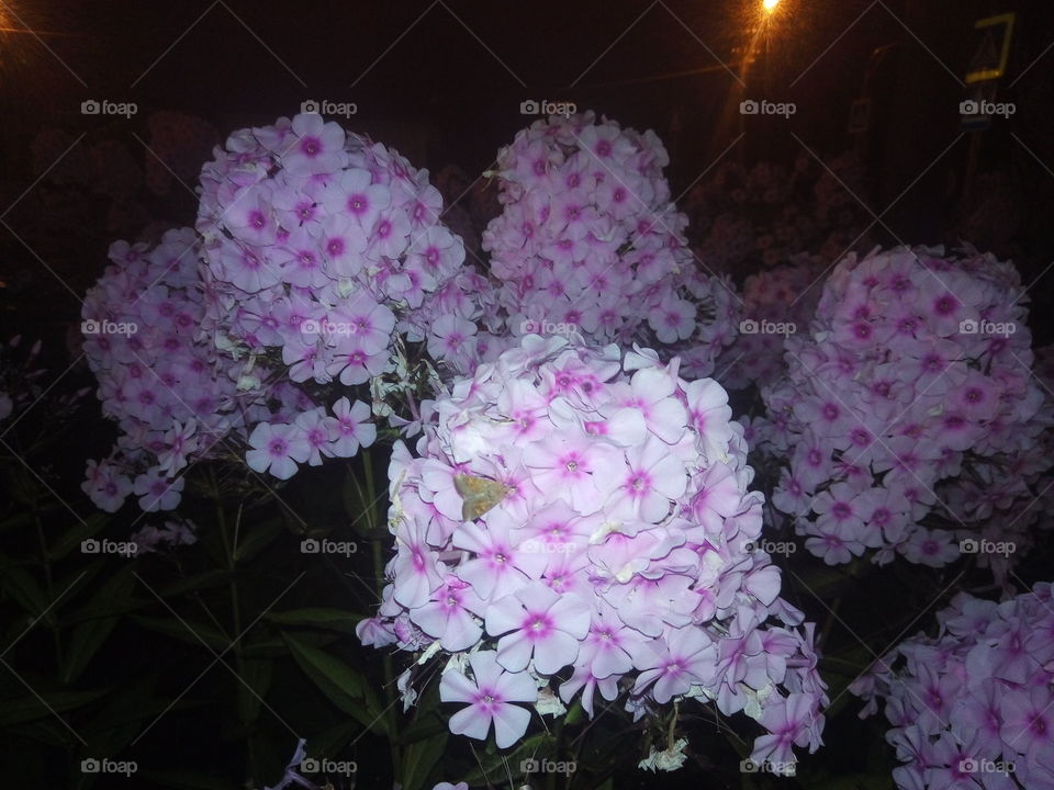 цветы.флора.флоксы