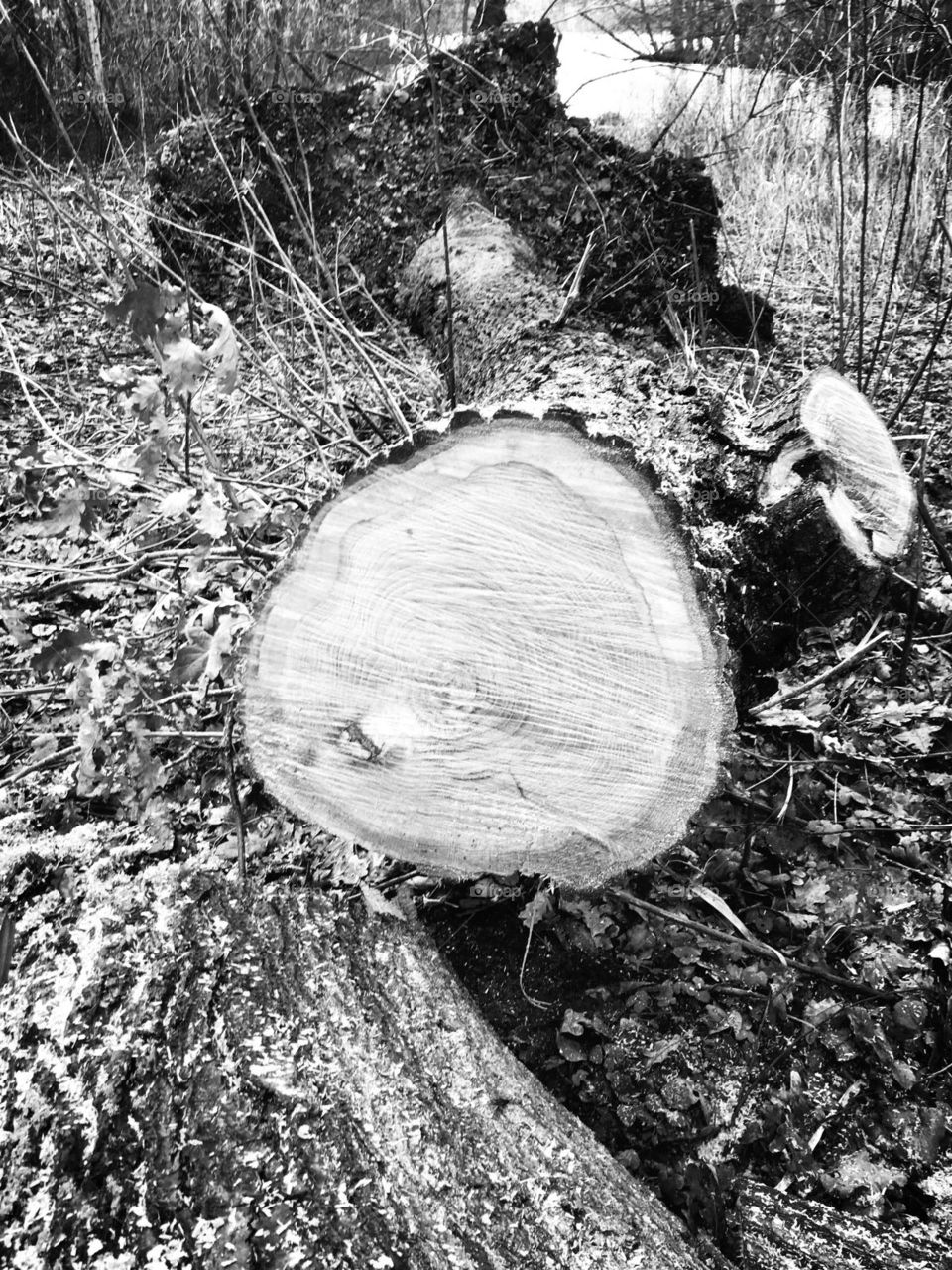 Wood, Tree, Nature, Tree Log, Log