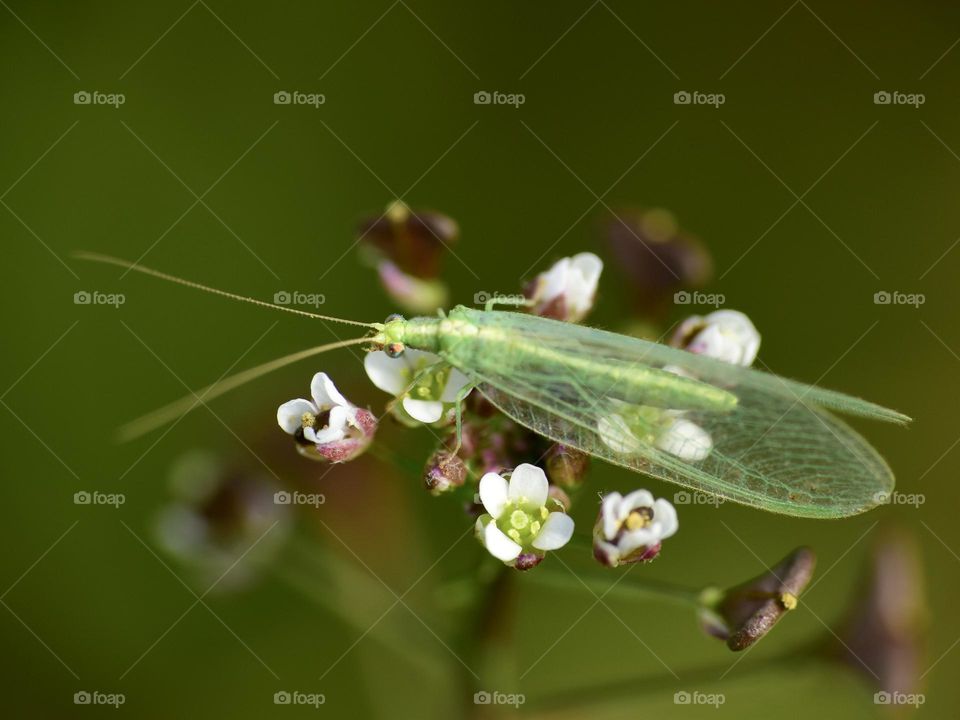 Lacewing 