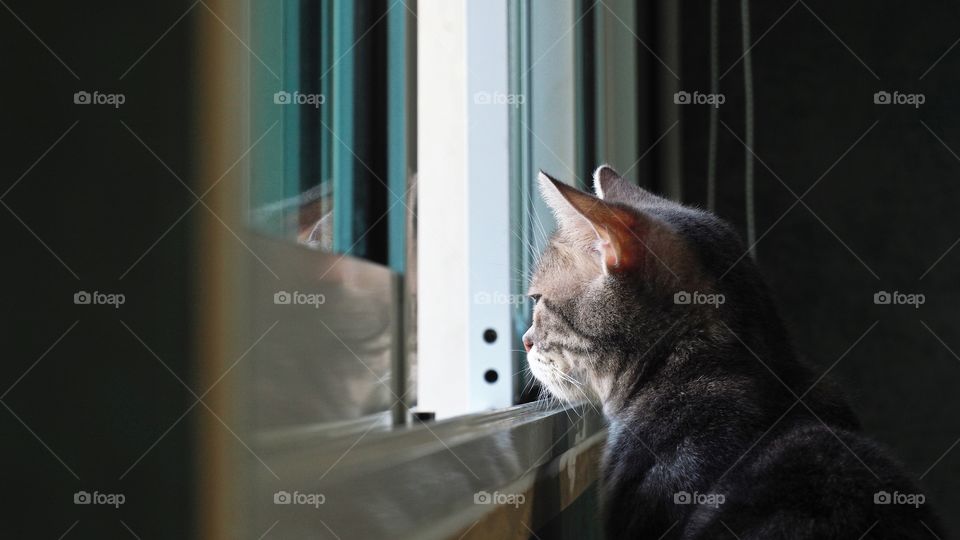 cat on the window