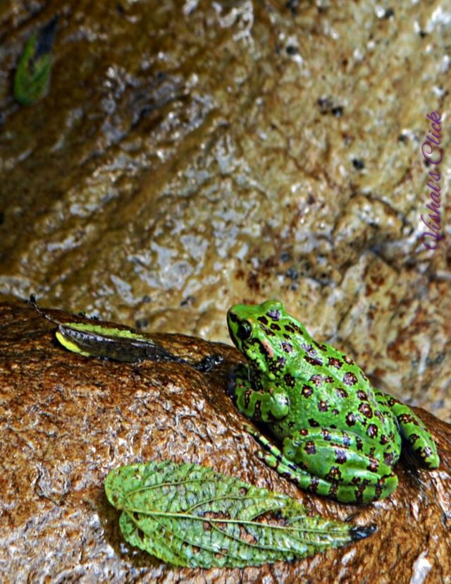 frog