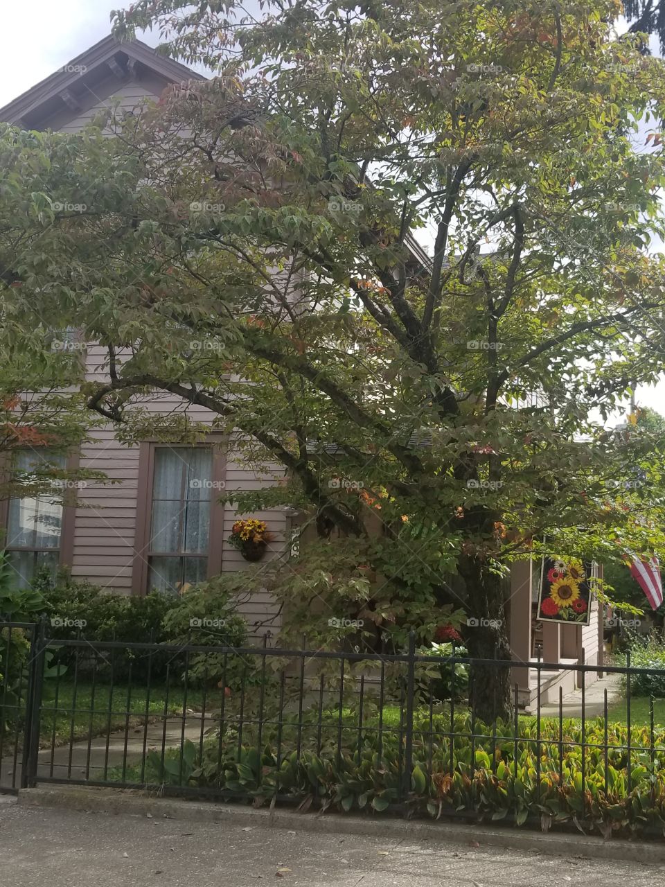pretty tree in front of old house