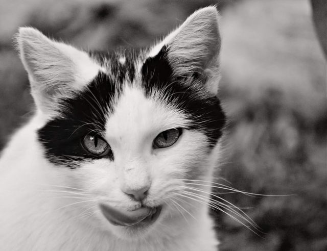 Delilah the stray 
