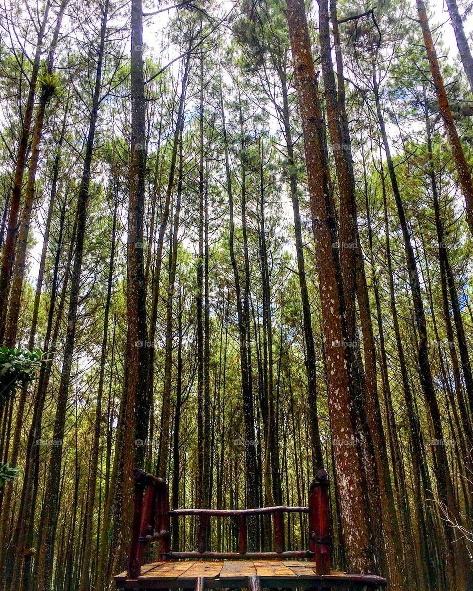 Pine forests of Mangunan, Jogjakarta