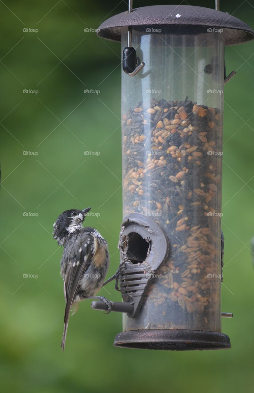 Blue tit and feeder