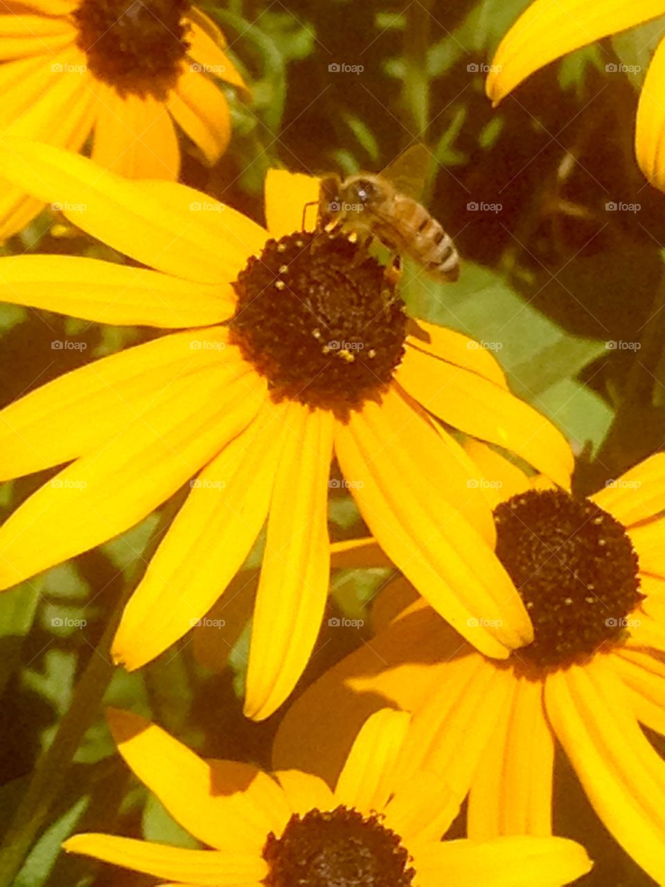 Bee on a yellow flower