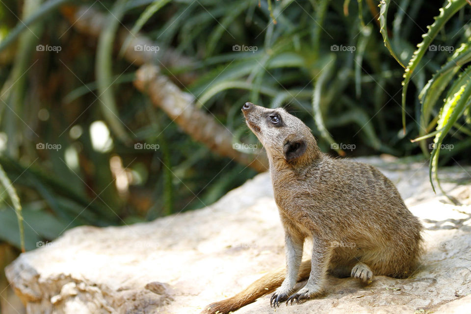 mammals animals meerkat by ronenel