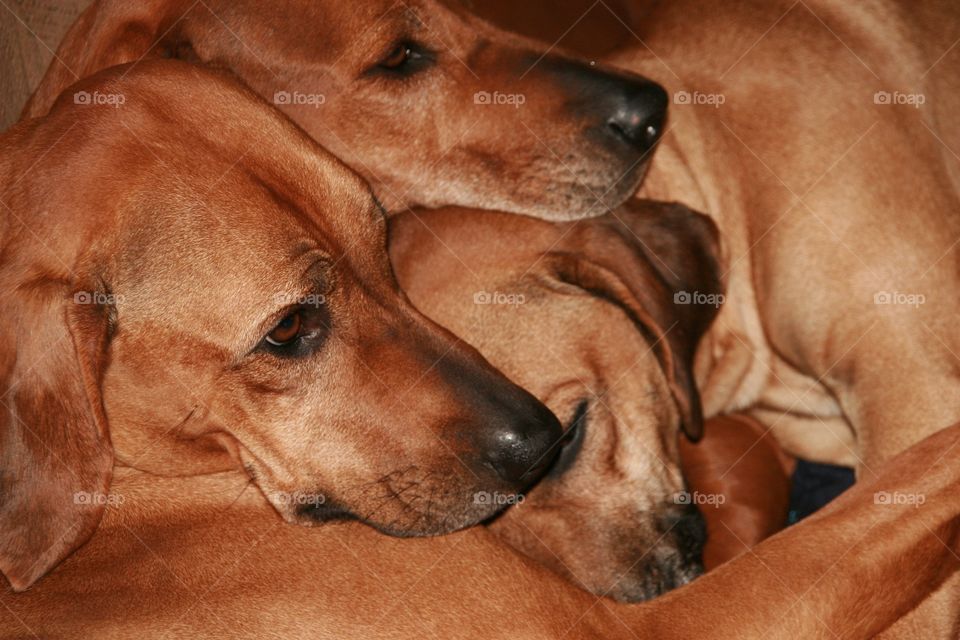 Make sure no burglars come in, okay?? 😞 They'll just hug them to death