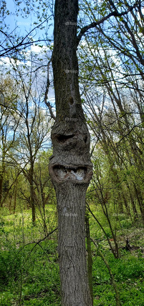 tree face