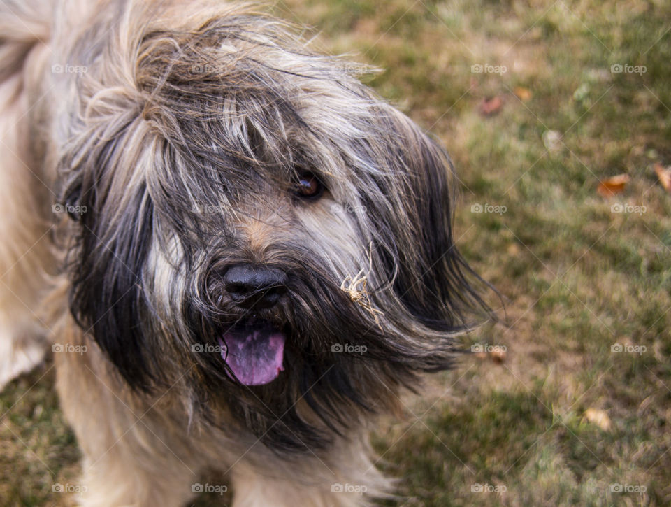 Berger Catalan Dog