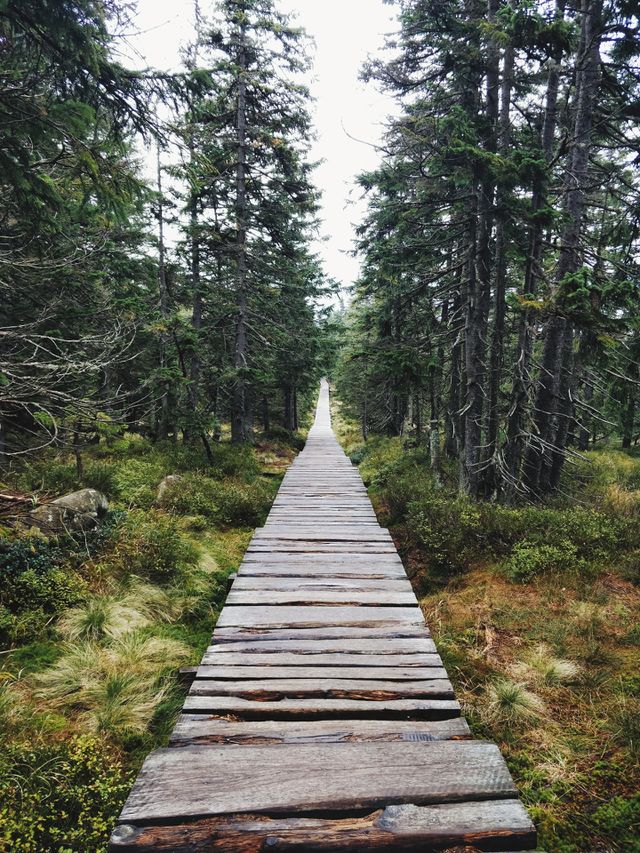 nature, Woods, hiking, green, cross