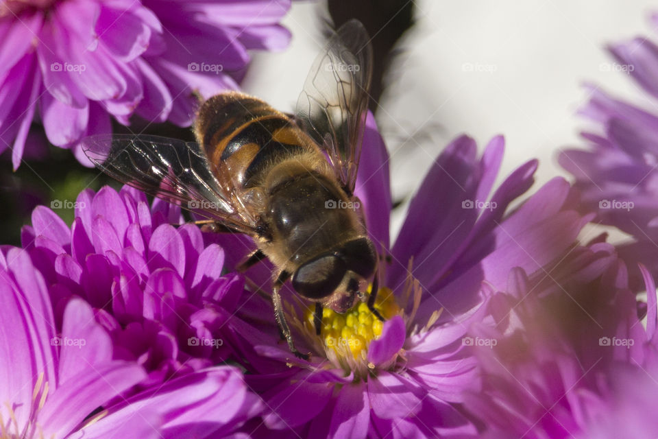 Bee on Autumn Aster
