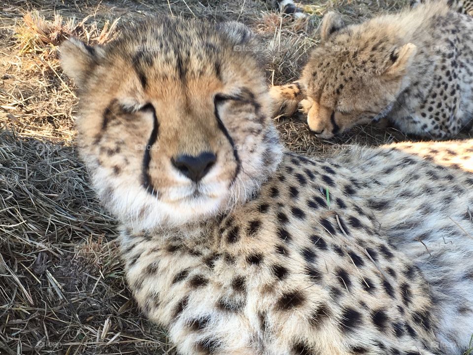 Cheetah Faces.