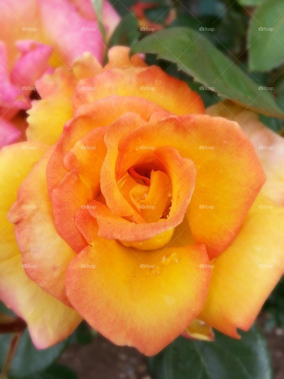 Roses Orange
