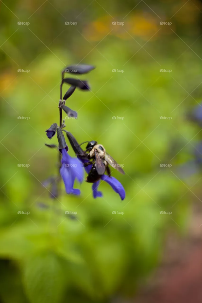 Buzzz