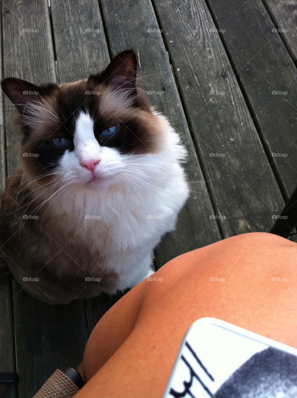 pretty outdoors cat pet by joycoma