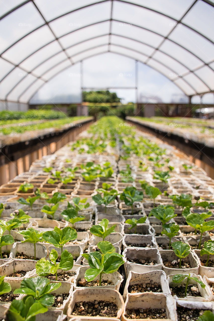 Close-up of plants growing in greenhouse