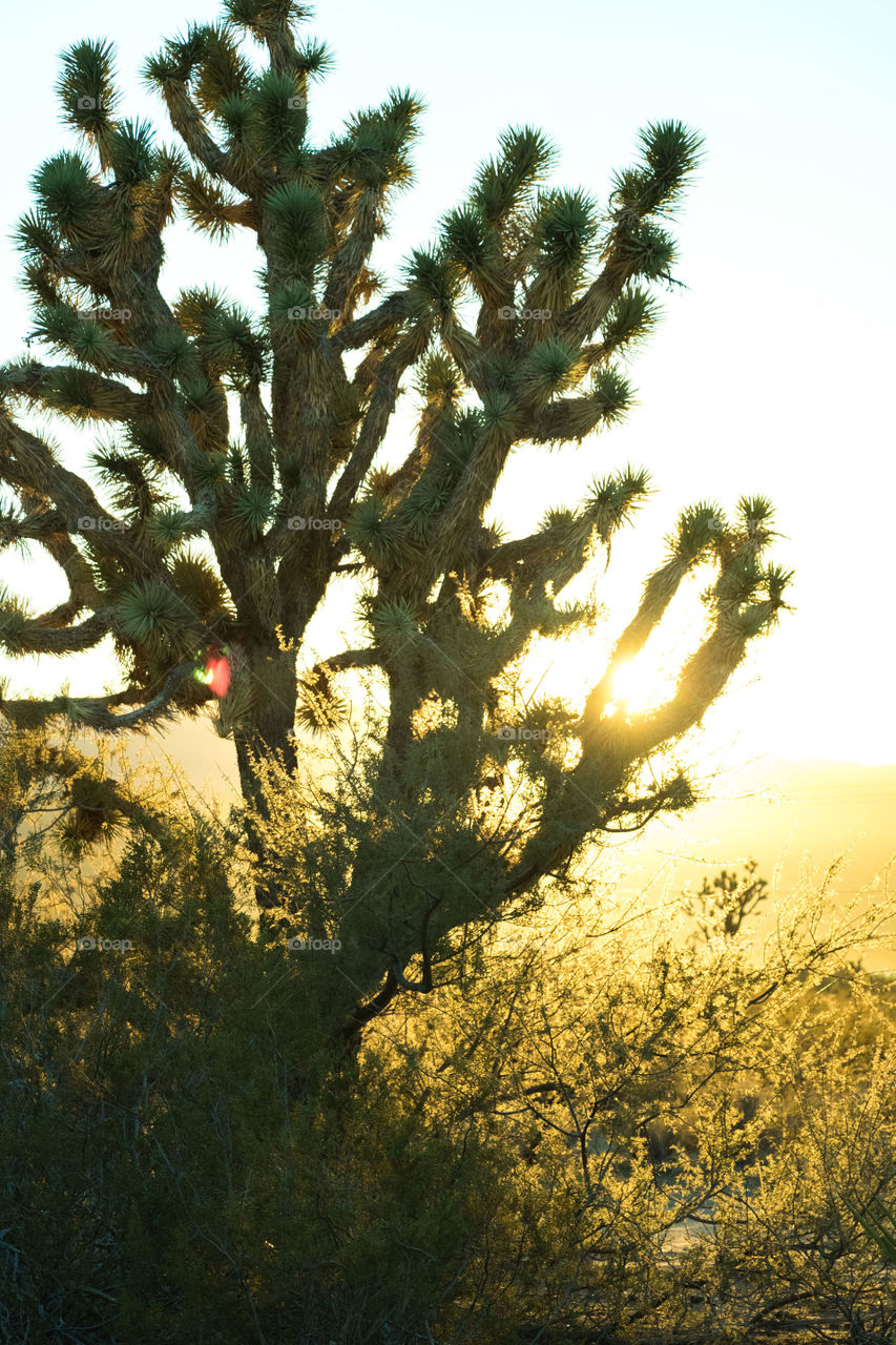 Joshua trees in the Arizona desert. 