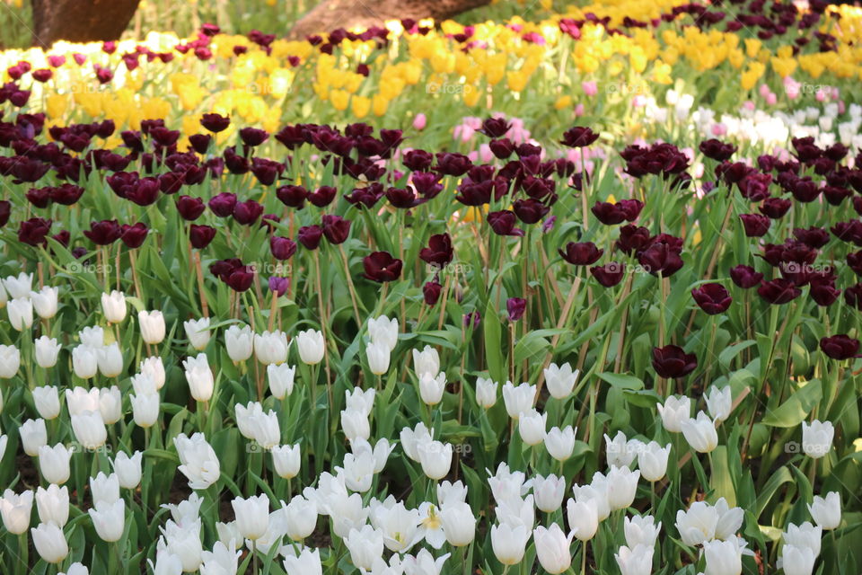 Garden tulips