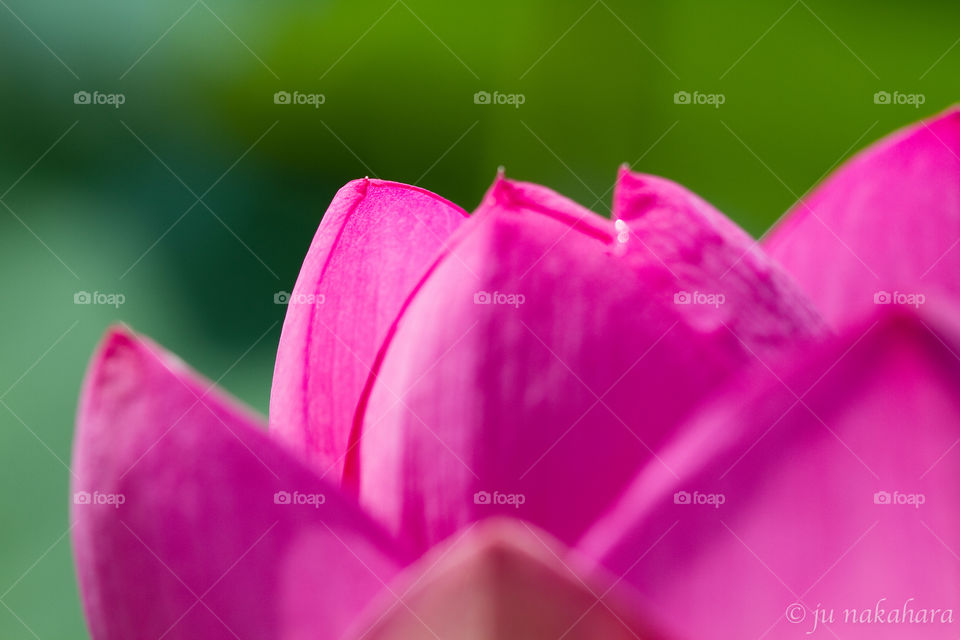 Extreme close-up of a pink flower