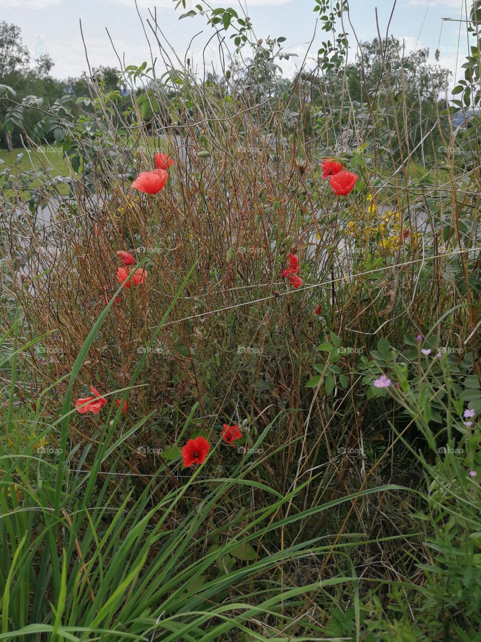 Poppy Flowers