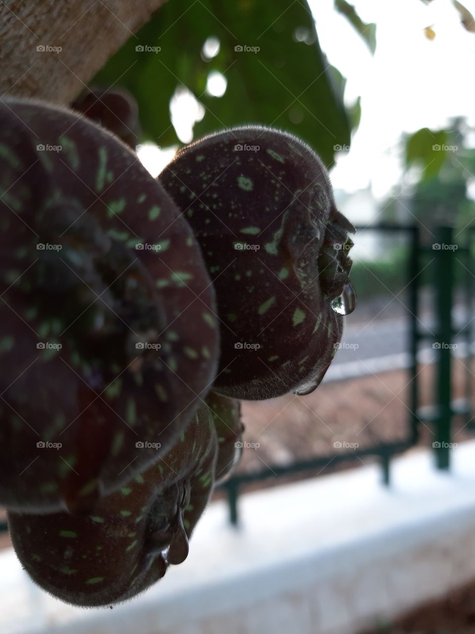 fruit with water drops