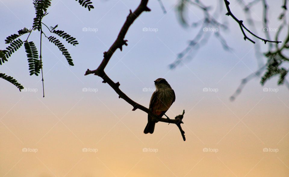 silhouetted bird and branch