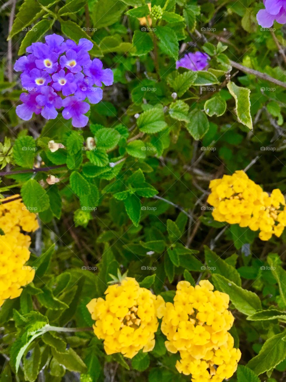 Hawaiian flora