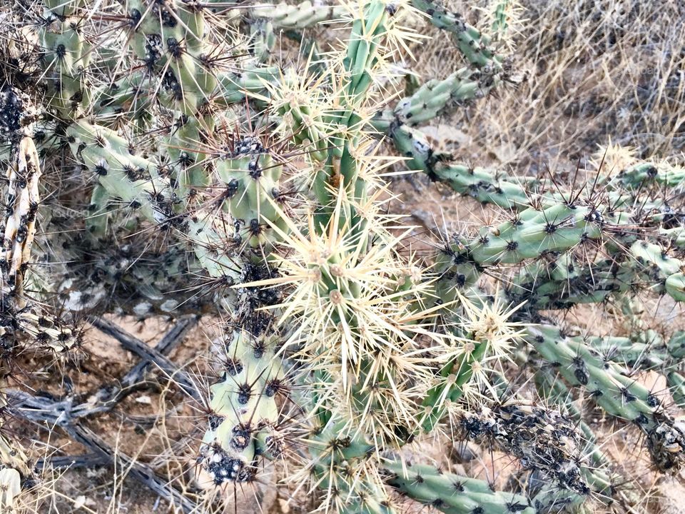 Cactus