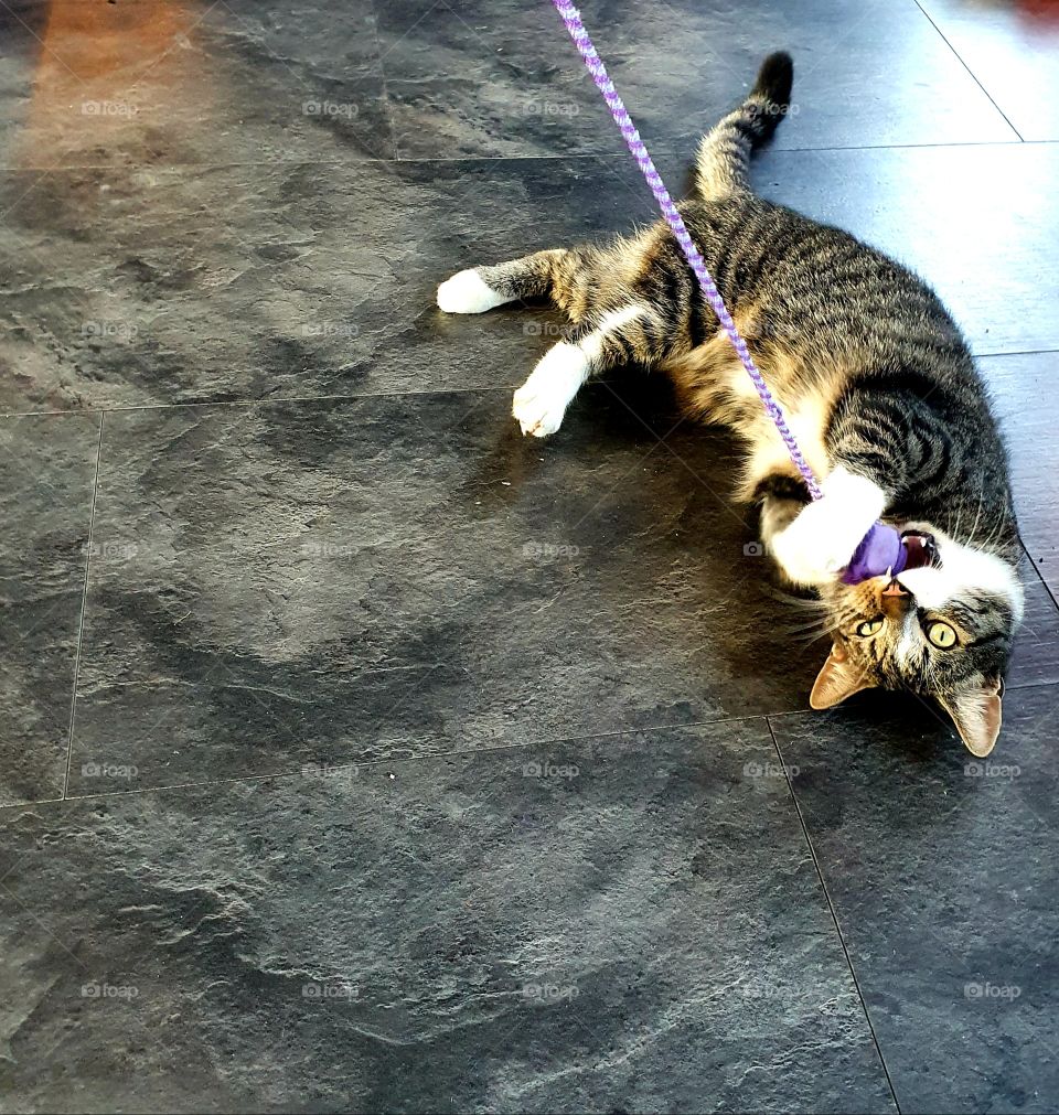 On its back and its prey between its legs. Tiger the domestic cat