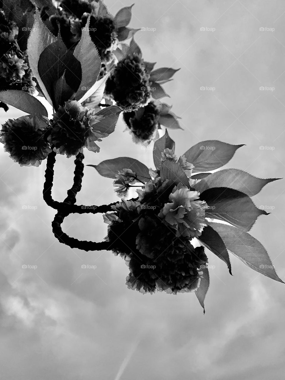 A branch of Japanese cherry, backlit, at nightfall, in a romantic black and white