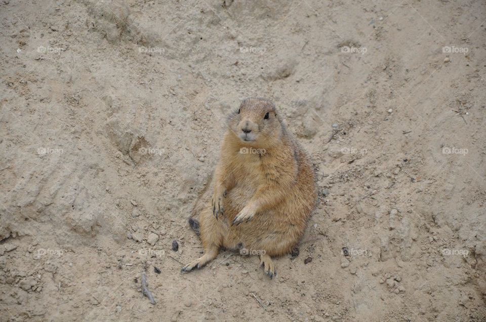 Relaxing Guinea Pig.