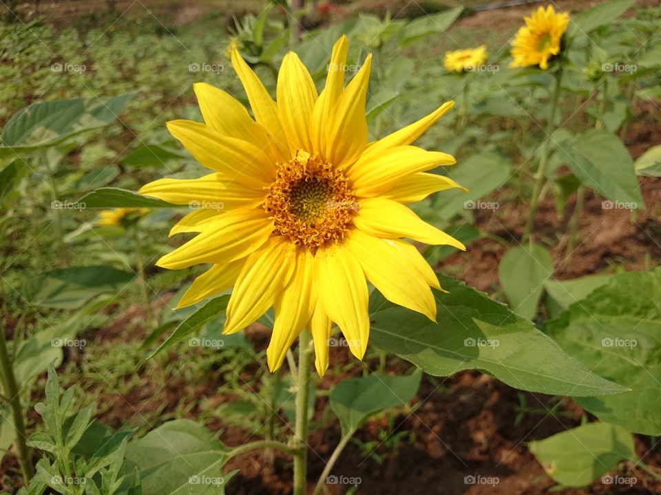 sunflower