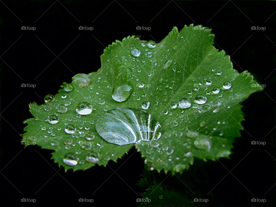 Waterdrop on leaf
