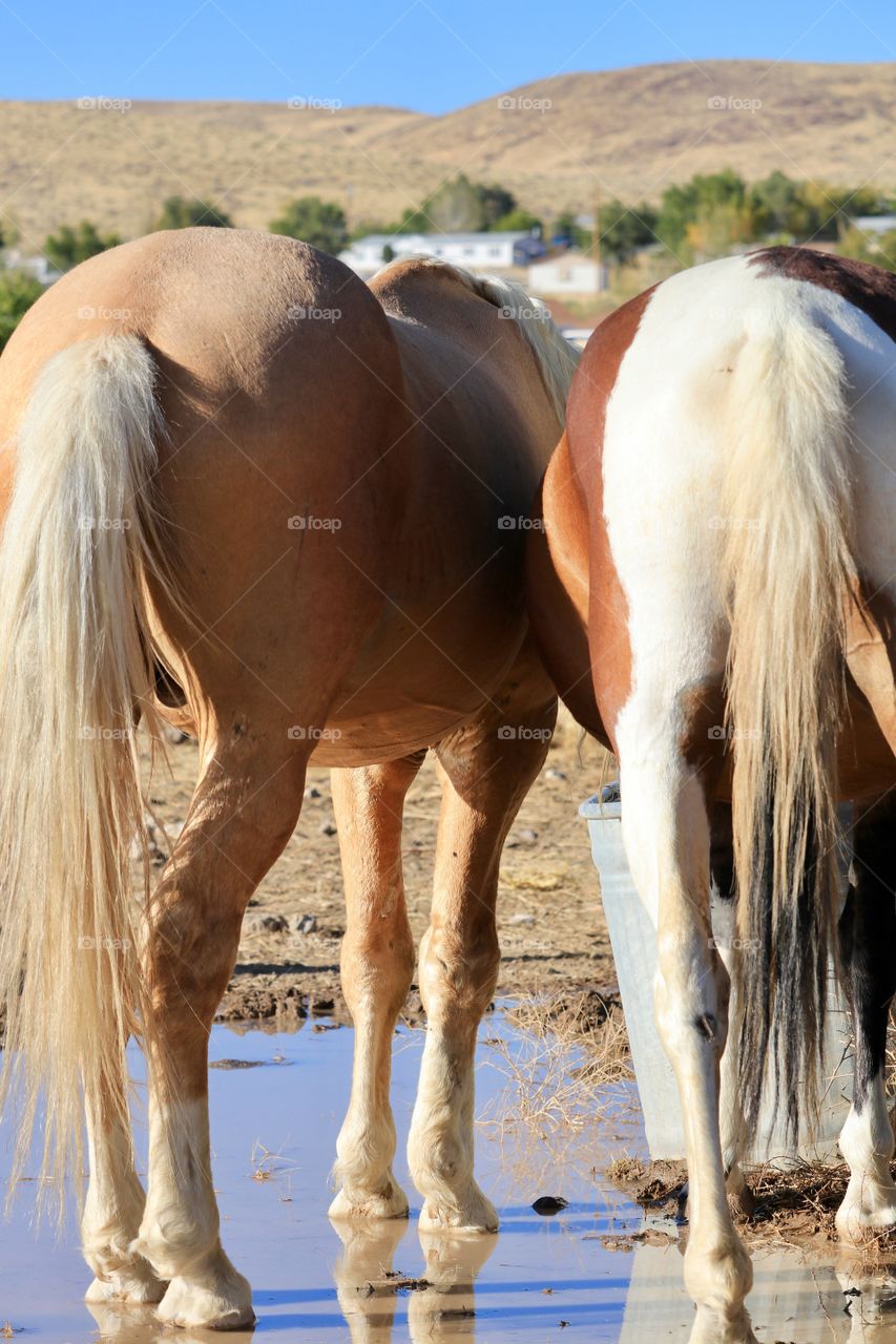 A wild American mustang mare and her stallion. The mare is a Paint/Pinto horse, the stallion a Palomino cross 