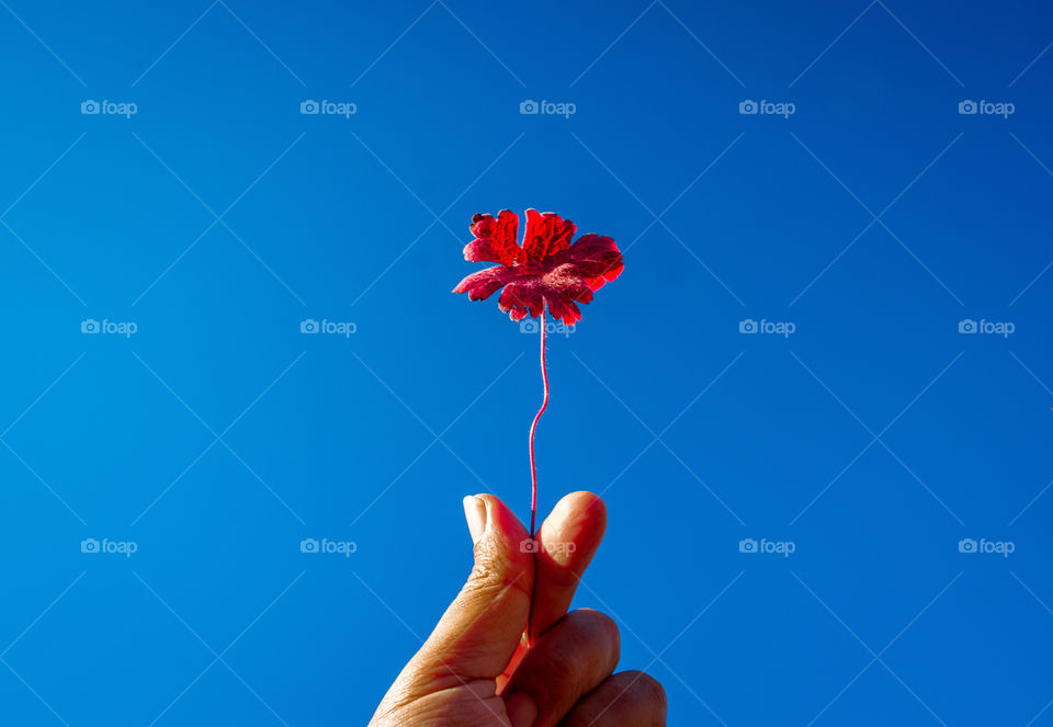 Little heart with a red color on blue sky background 